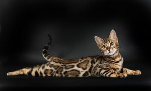 vente-chat-bengal-lyon-achat-chaton-bengal-rhone-eleveur-chat-bengal-69-elevage-chaton-bengal-Paris vente-chat-bengal-lyon-achat-chaton-bengal-rhone-eleveur-chat-bengal-69-elevage-chaton-bengal-Paris