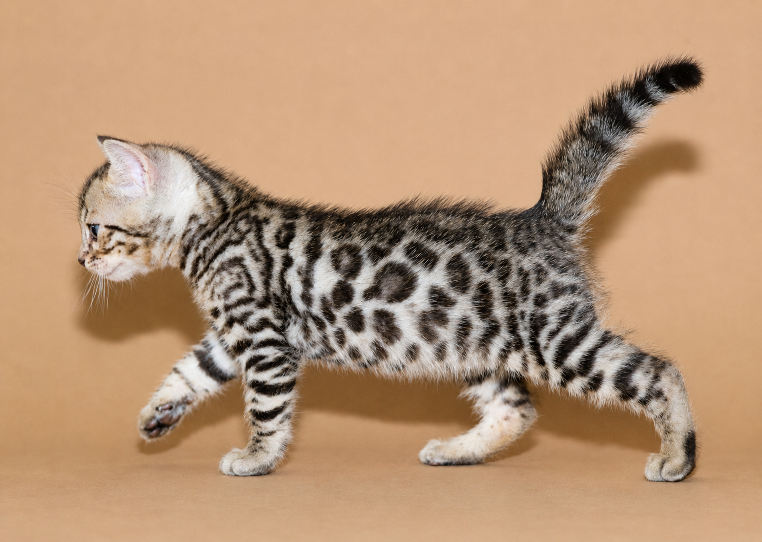 1024x768 elevage chat bengal blanc taches rondes chat bengal brun taches rondes