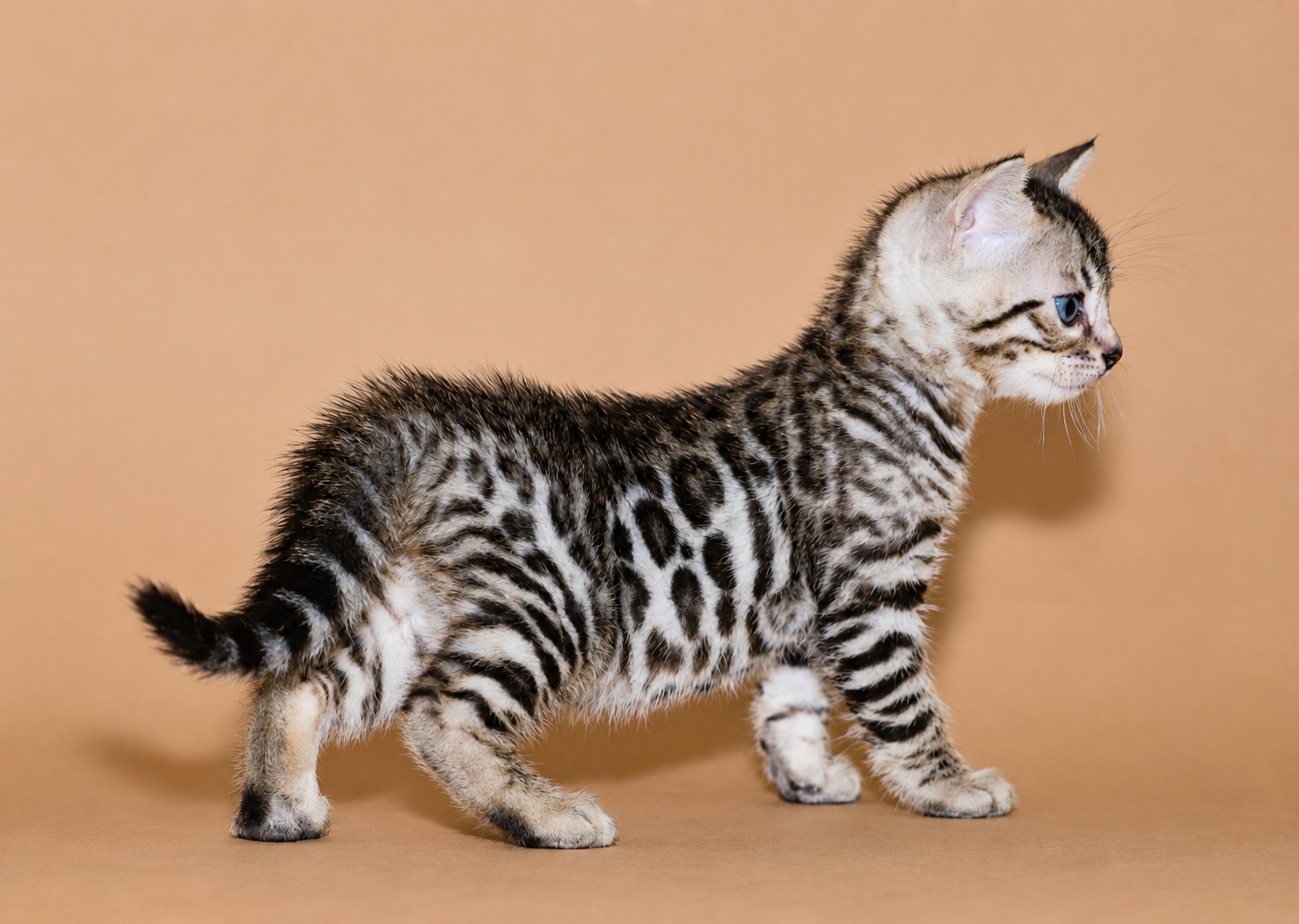 1024x768 elevage chat bengal valence peux tu ameliorer la photo et la dimensionner a 1024x728