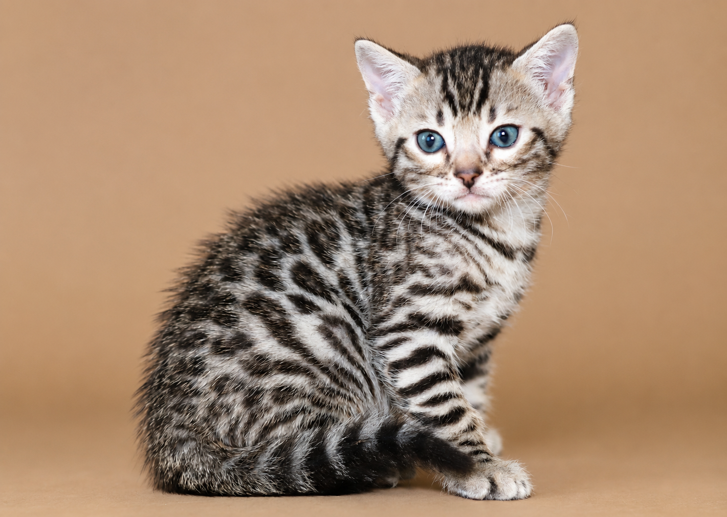 elevage chat bengal