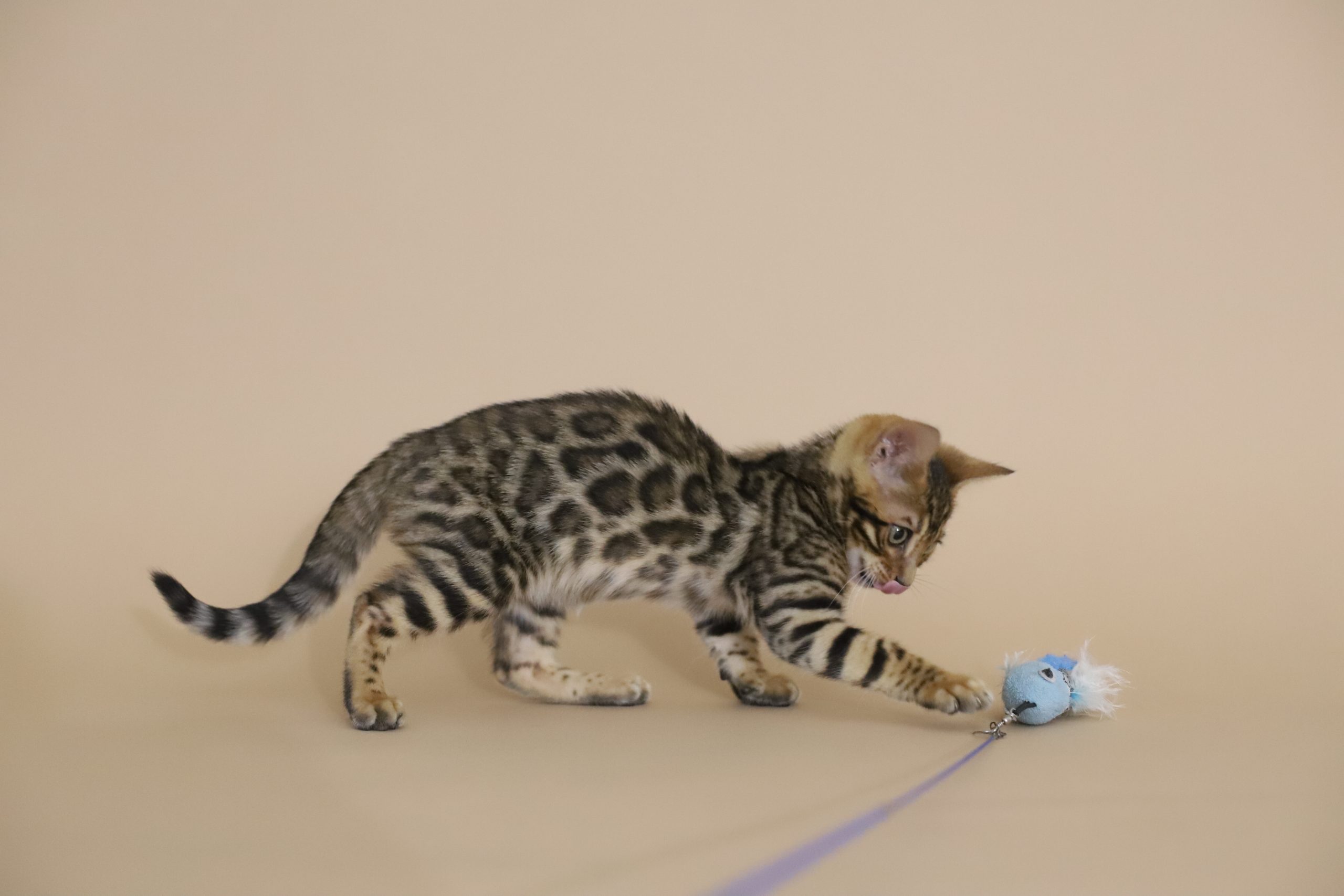 IMG_4185 chaton bengal rosettes rondes