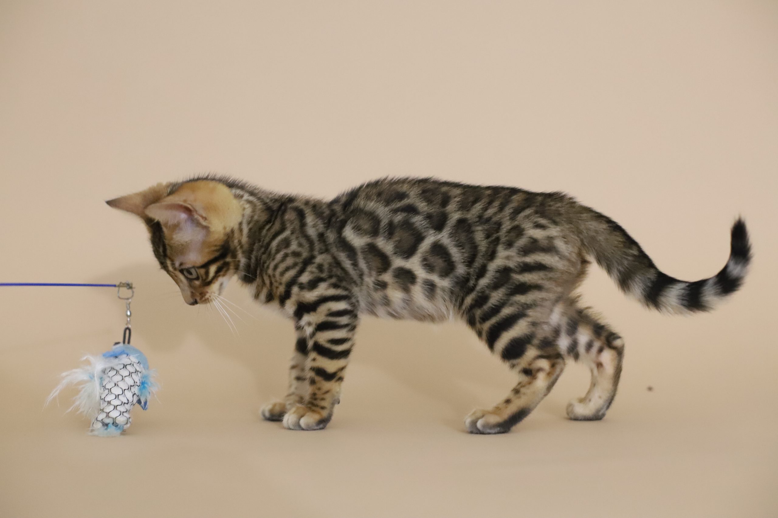 IMG_4204 chat-bengal-taches-rondes