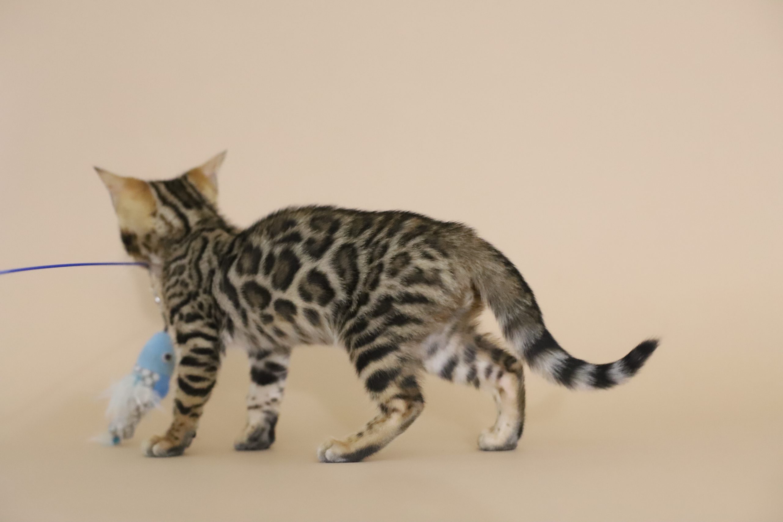 IMG_4211 chaton bengal taches rondes