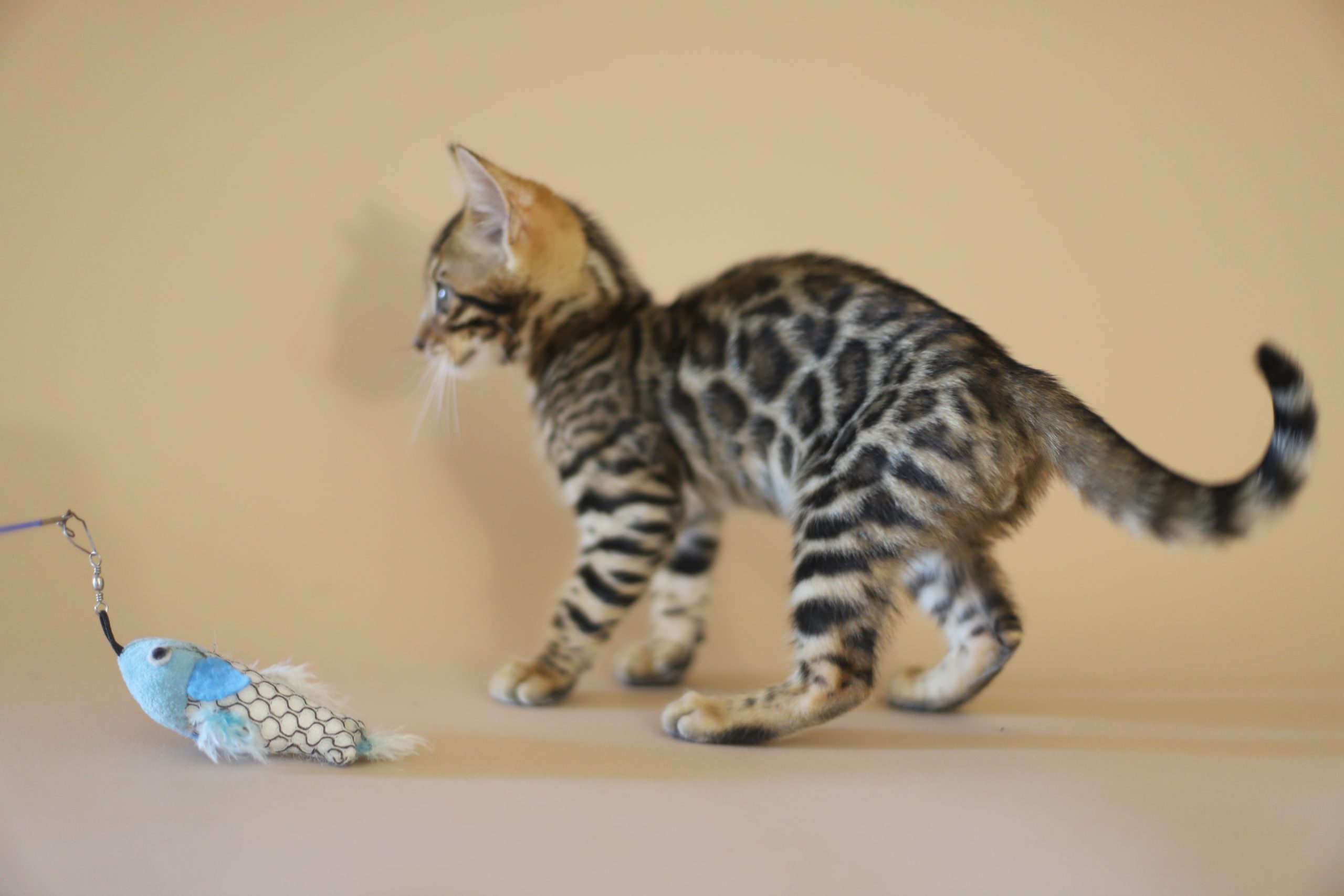 IMG_4239 chaton bengal rosettes rondes