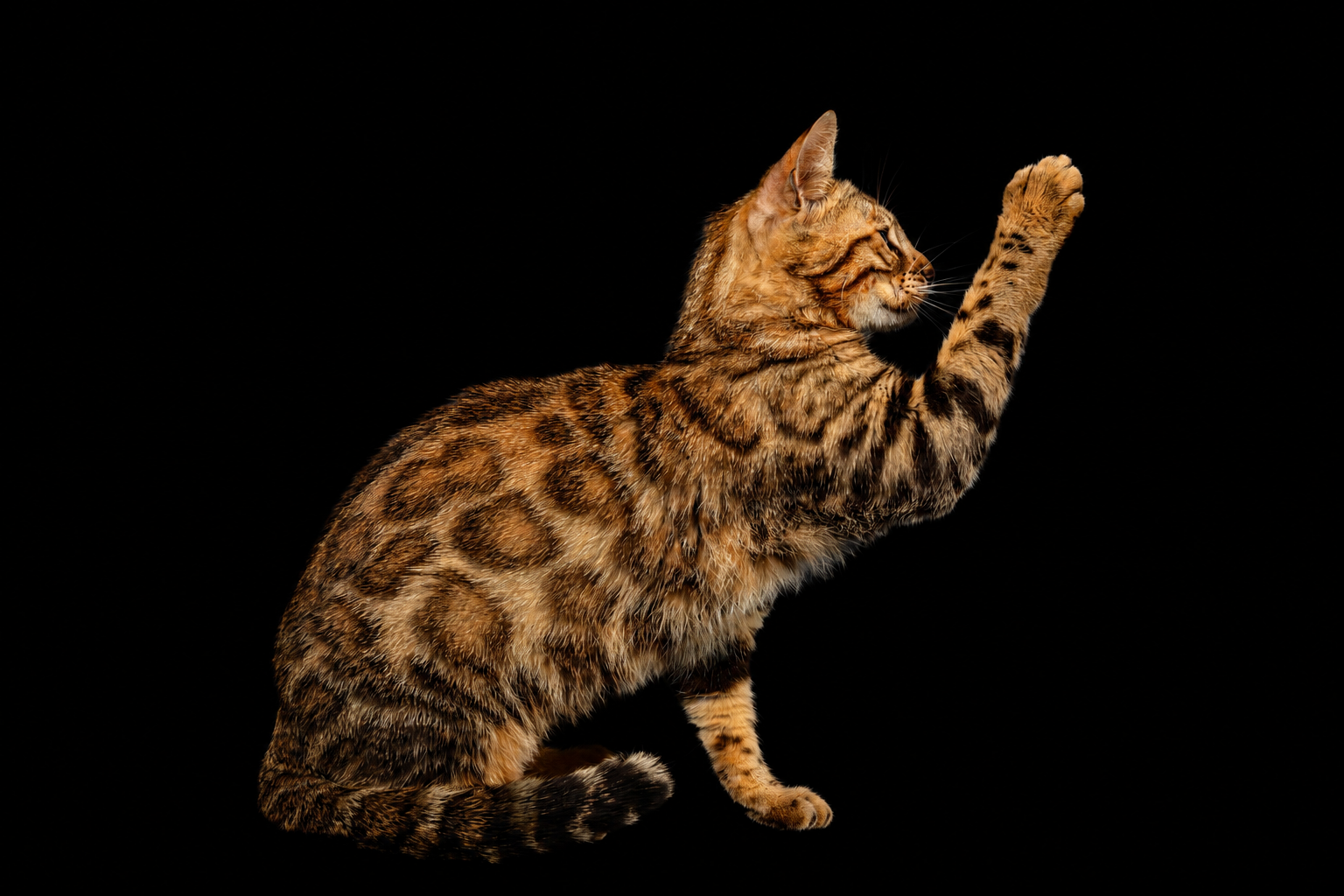 chat bengal taches rondes roux
