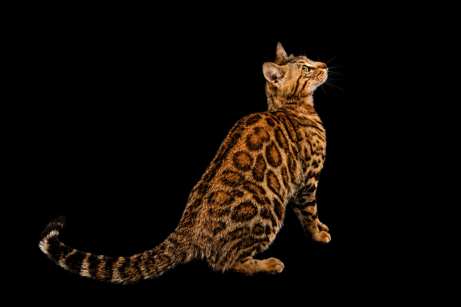chat bengal roux