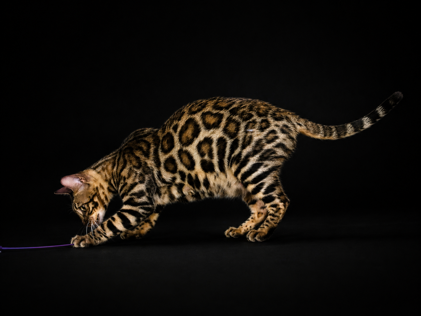 elevage-chat-bengal-brun-taches-rondes