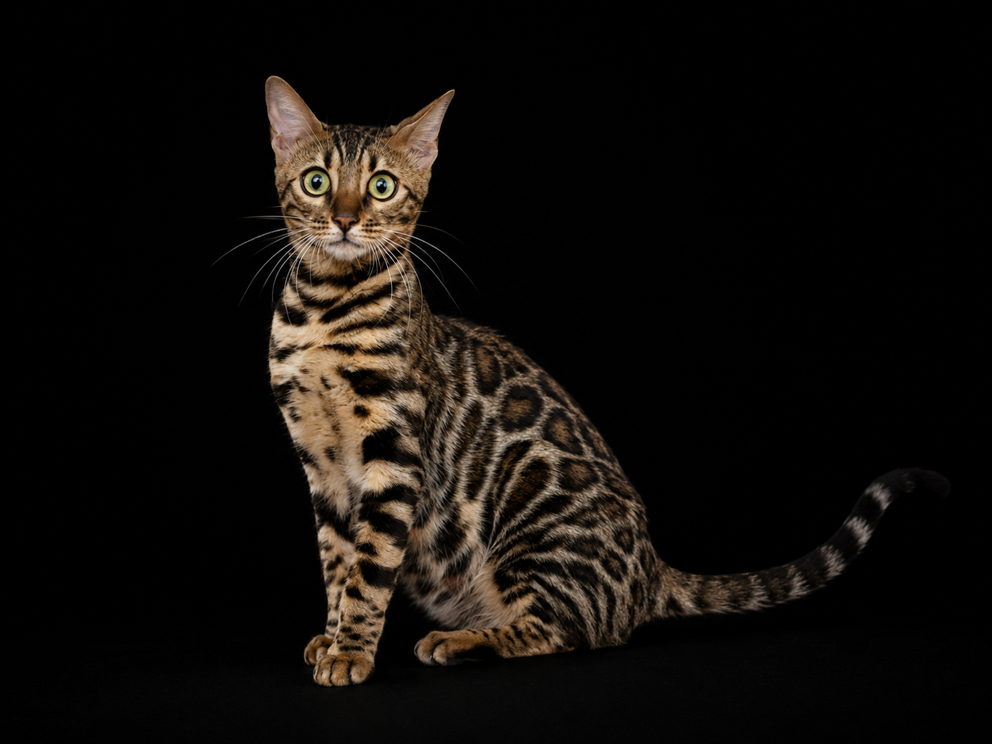 elevage-chat-bengal-lyon-chat-bengal-brun-taches-rondes