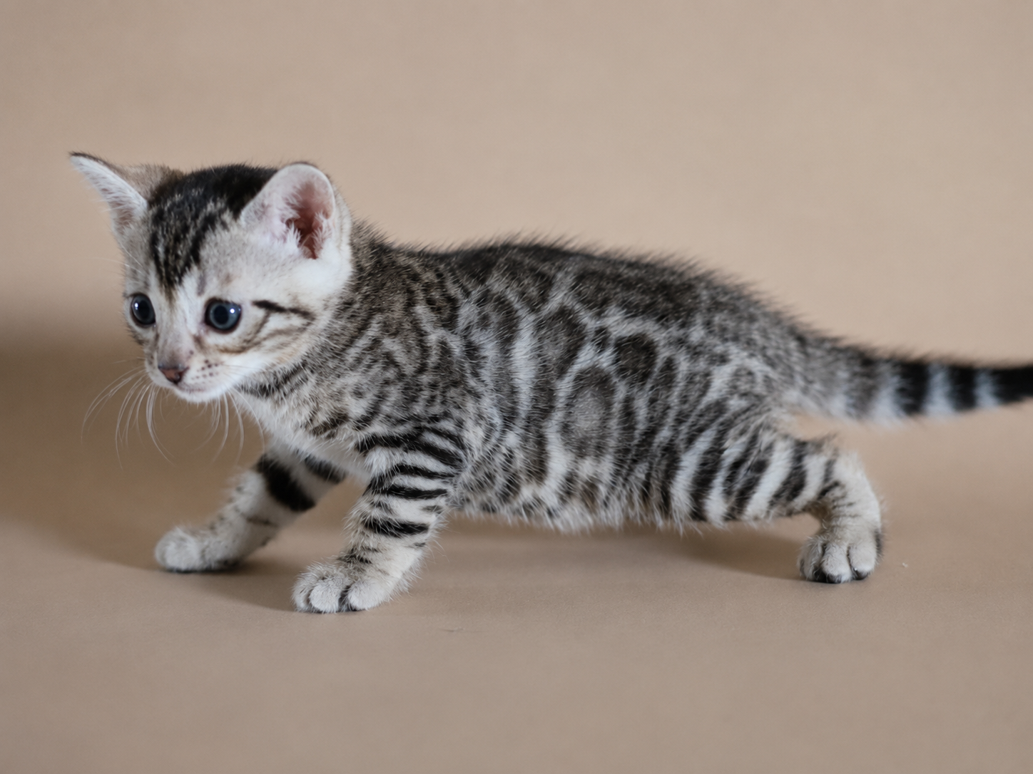 elevage chat bengal silver rhone elevage-chat-bengal-silver-rhone