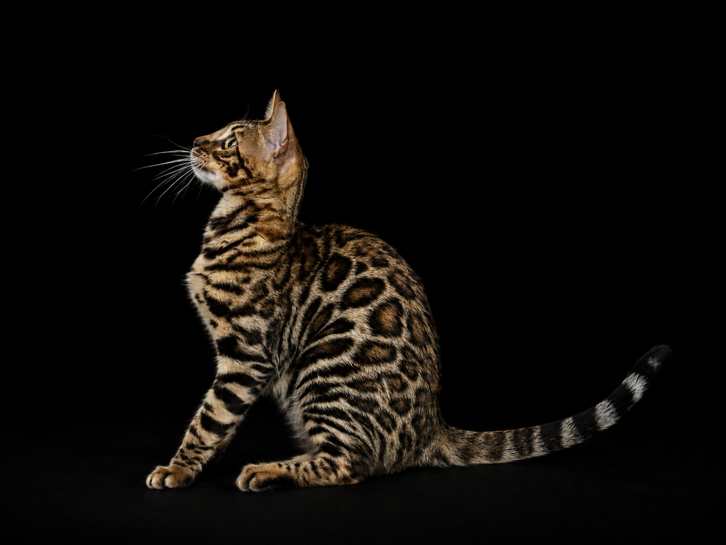 elevage-chat-bengal-suisse-chat-bengal-brun-taches-rondes