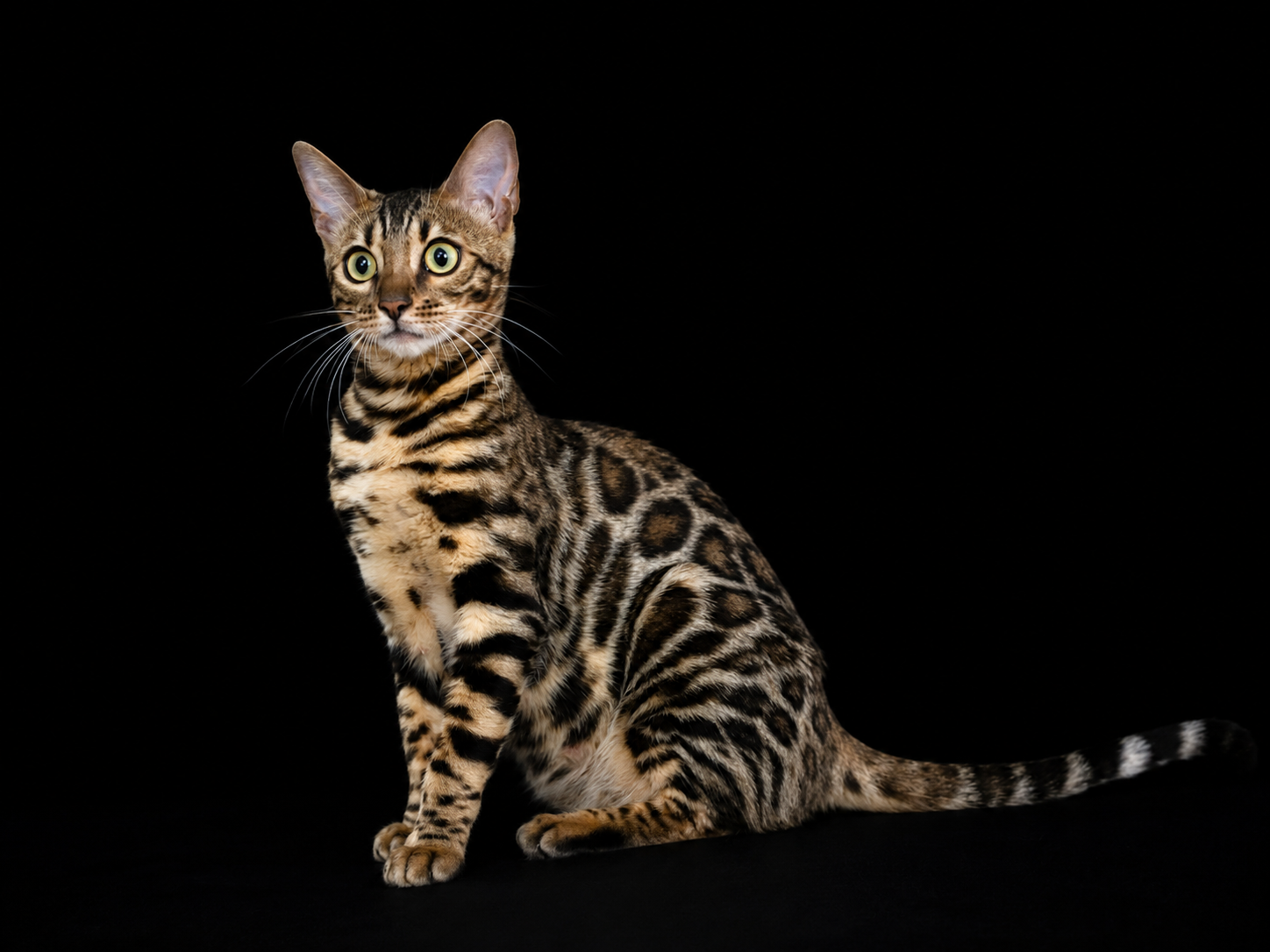 elevage-paris-chat-bengal-brun-taches-rondes