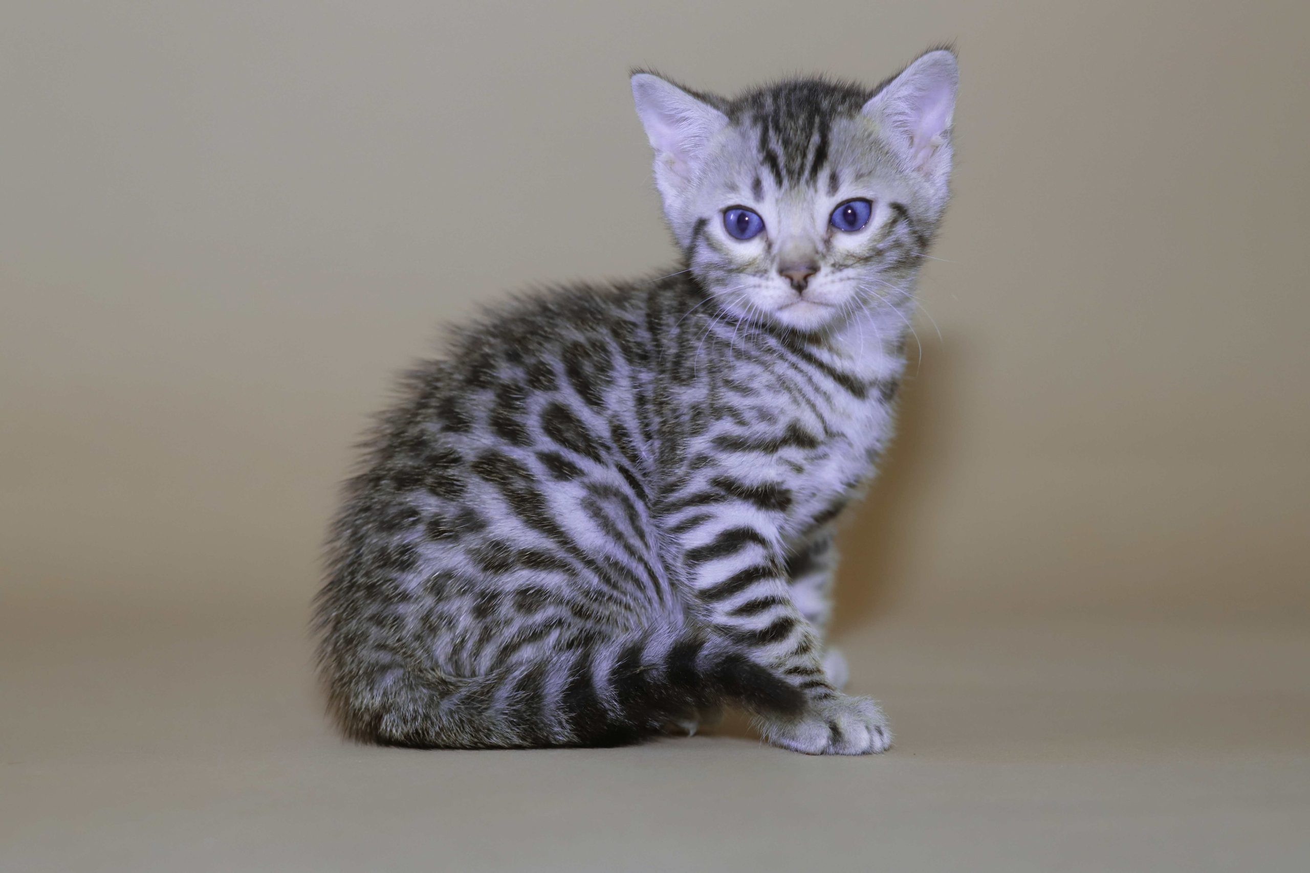 prix chat bengal LOOF