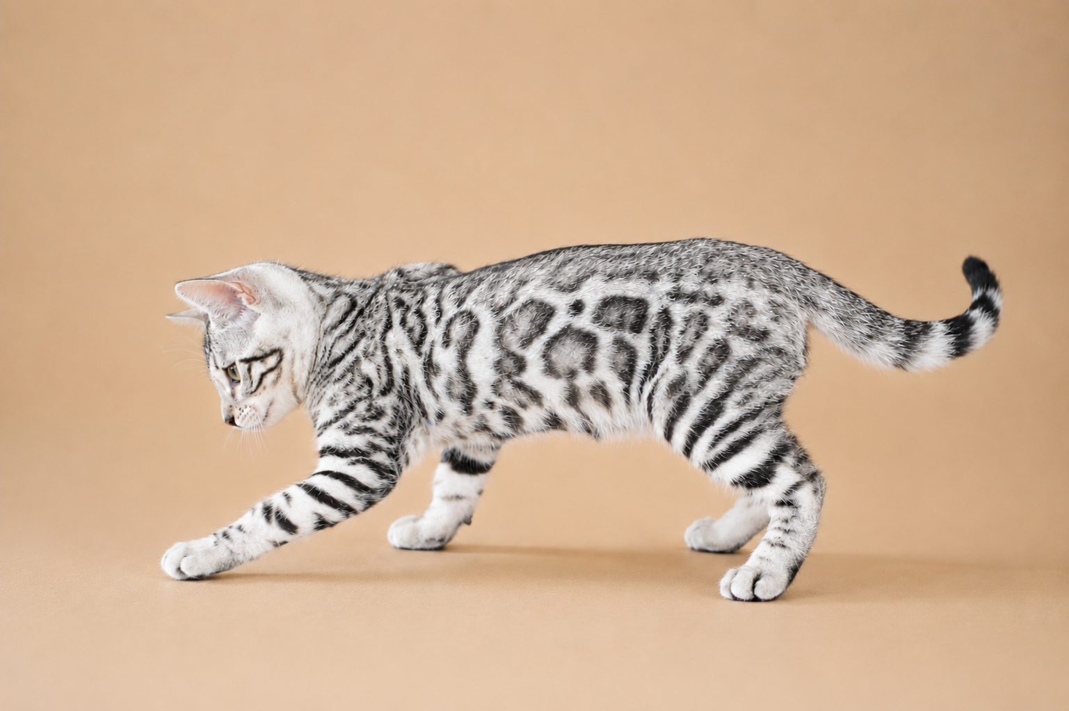 ChatGPT Image 25 août 2026, 15_24_26 elevage-chat-bengal-silver-rhone