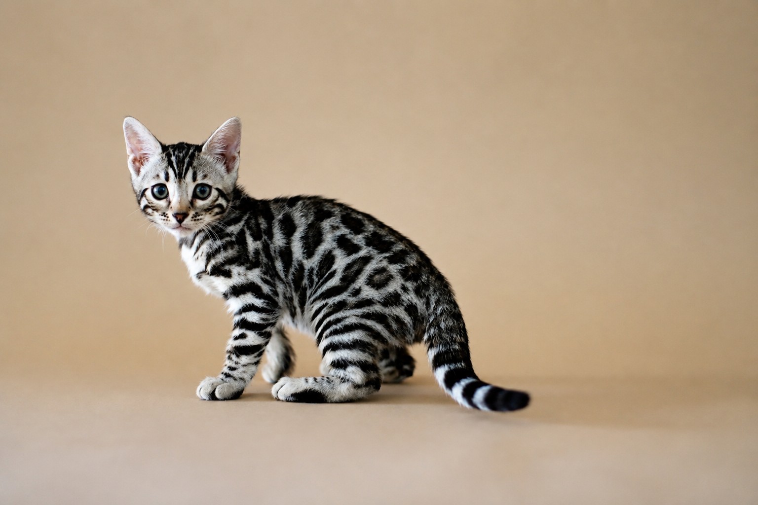 chat du bengal blanc