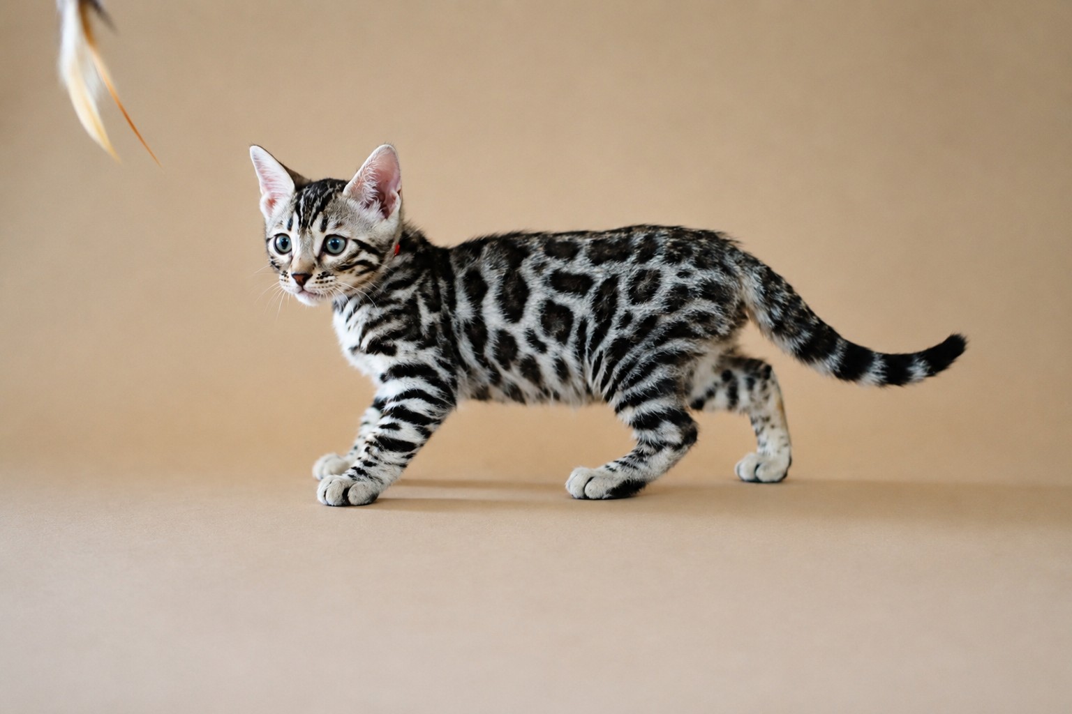 ChatGPT Image 4 août 2026, 19_38_45 chaton bengal taches rondes