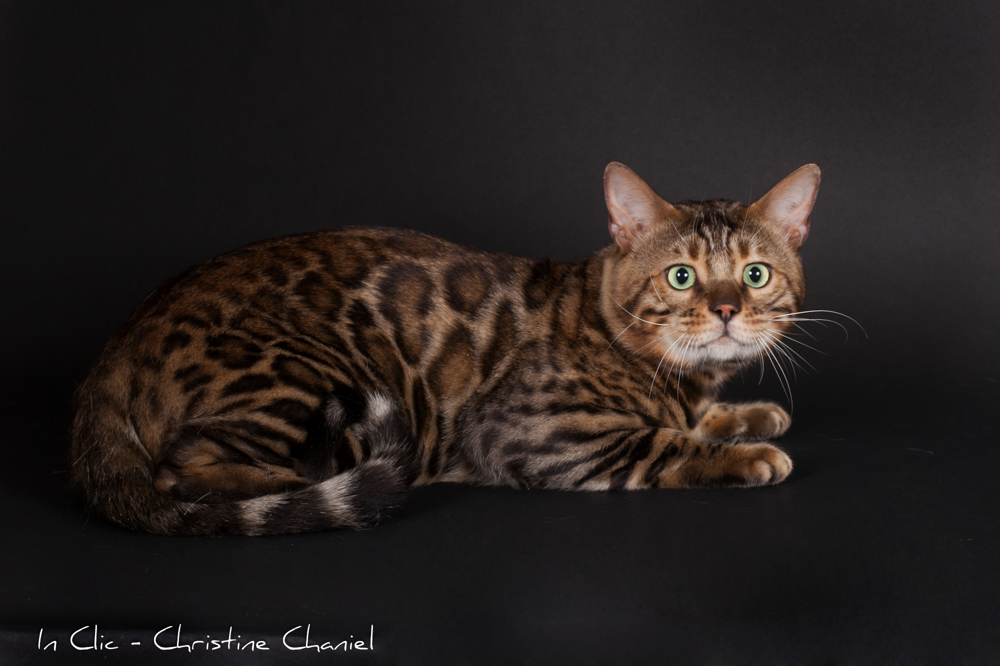 Tarare-09-2022-60 chat bengal taches rondes