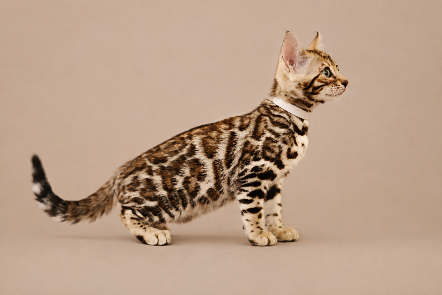 chat bengal chaton bengal rosettes rondes