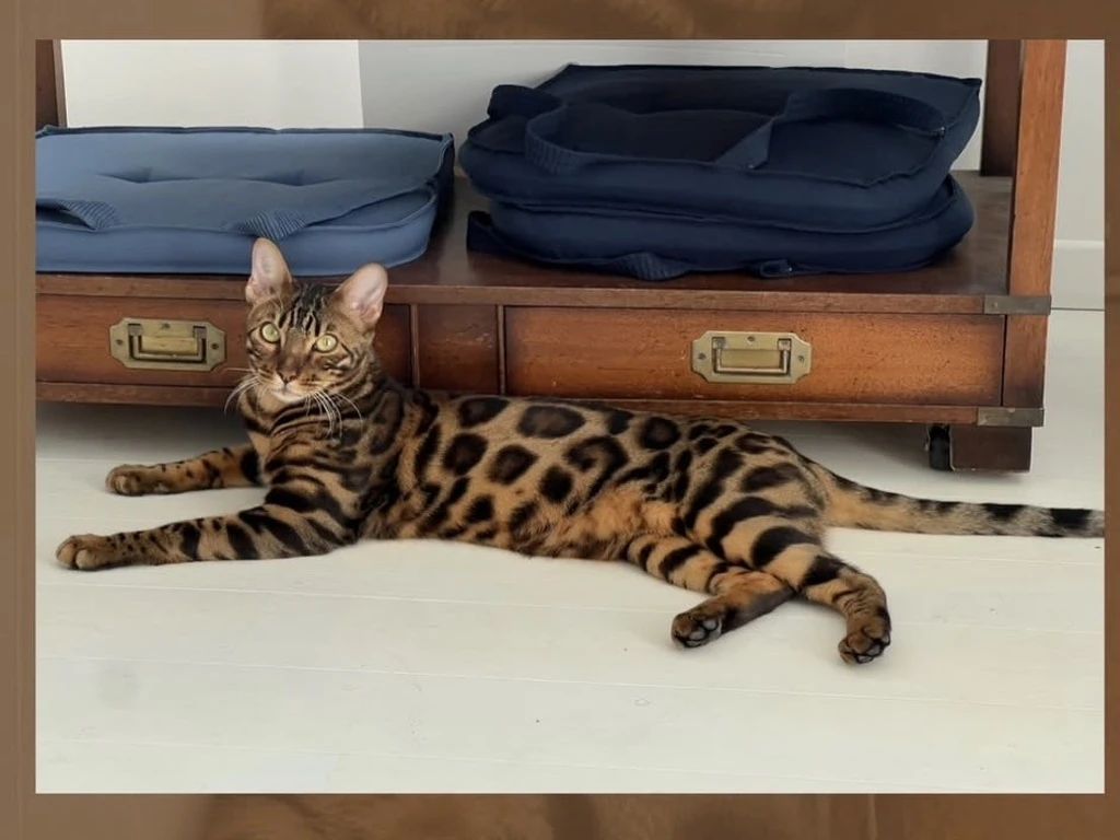 elevage-chat-bengal-chaton_benga
