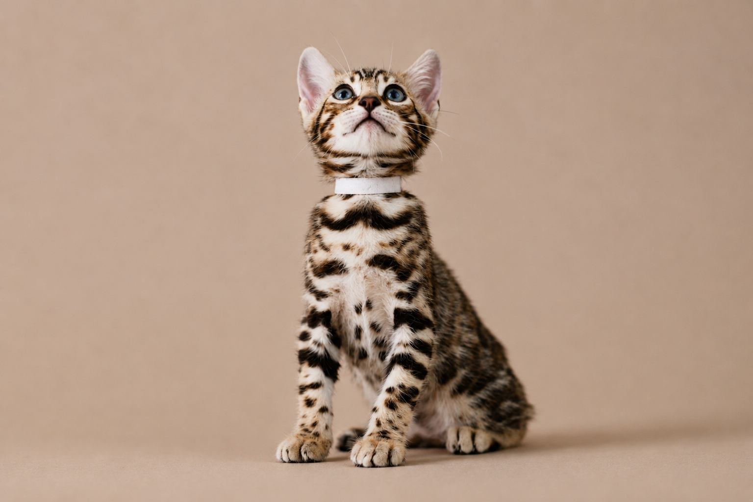 elevage chat bengal prix rhone elevage chat bengal prix rhone