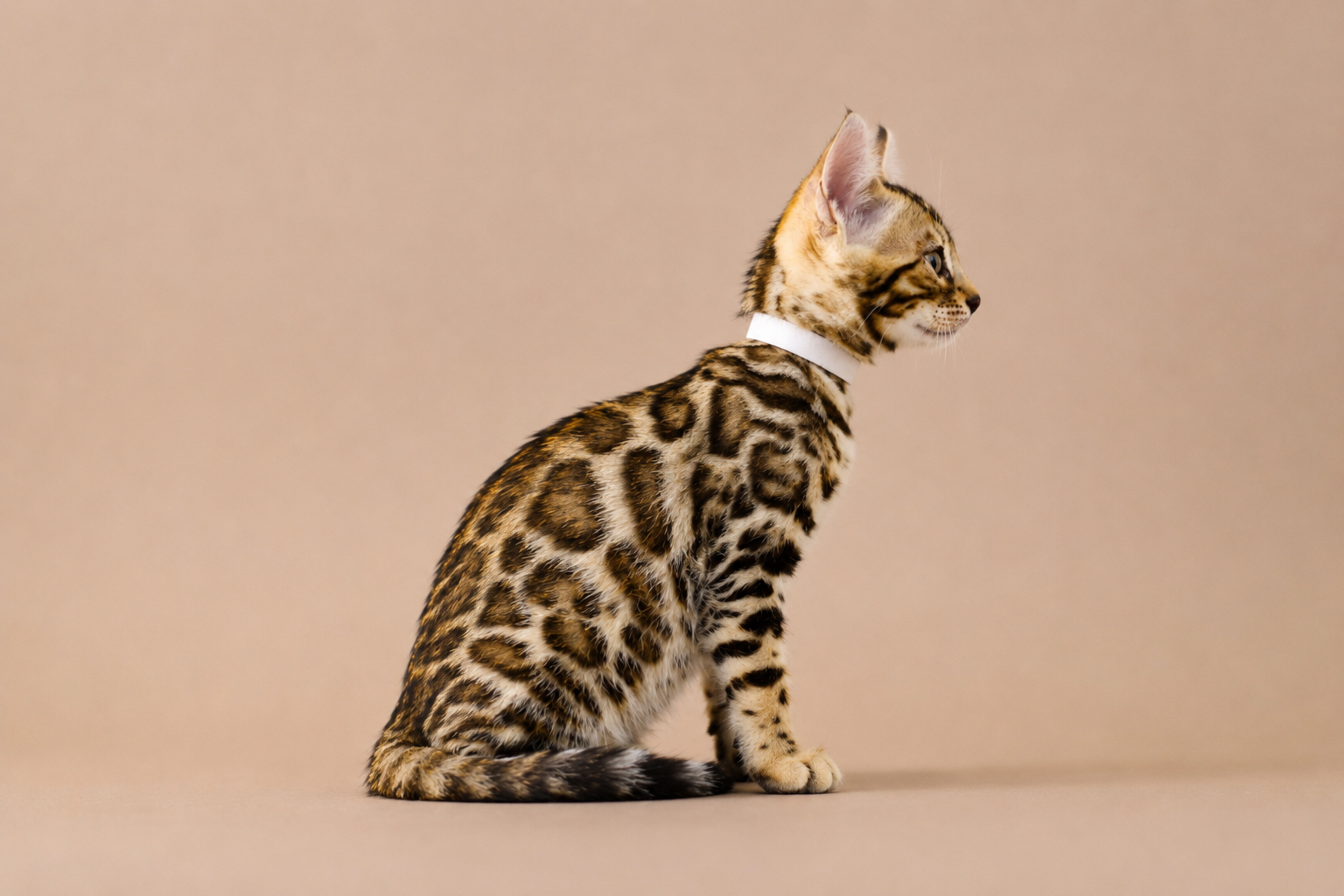elevage chat bengal prix elevage -chat-bengal-prix