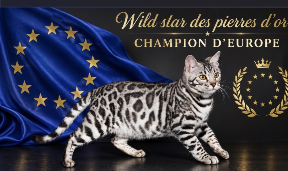 Chat Bengal blanc taches rondes