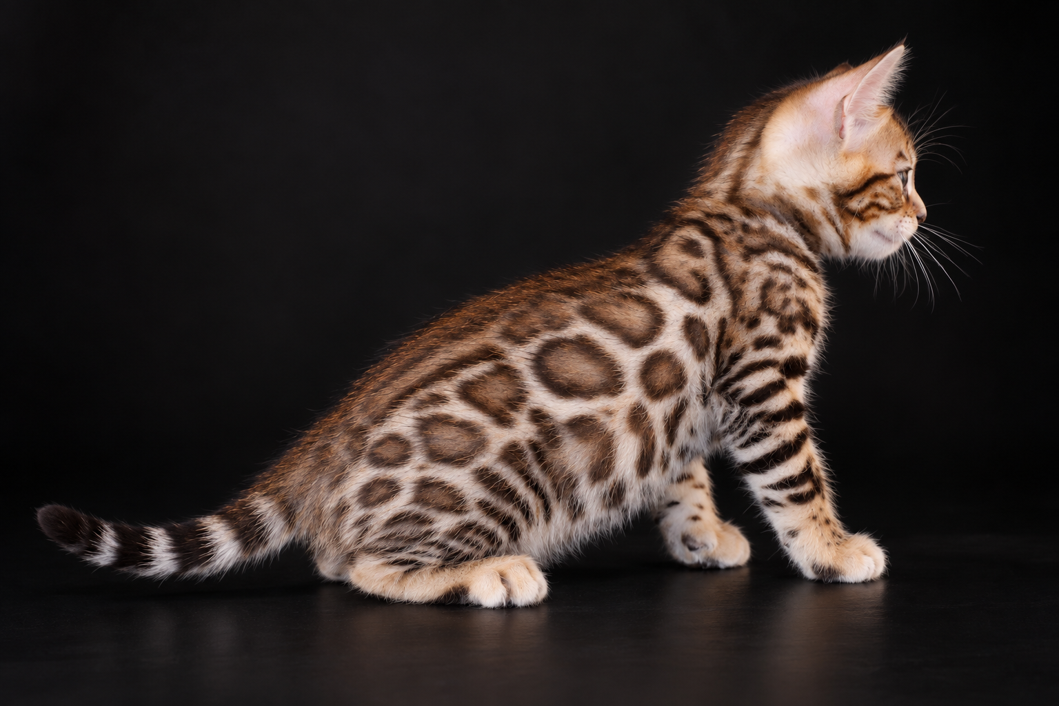 ChatGPT Image 5 sept. 2026, 11_43_31 chat bengal silver