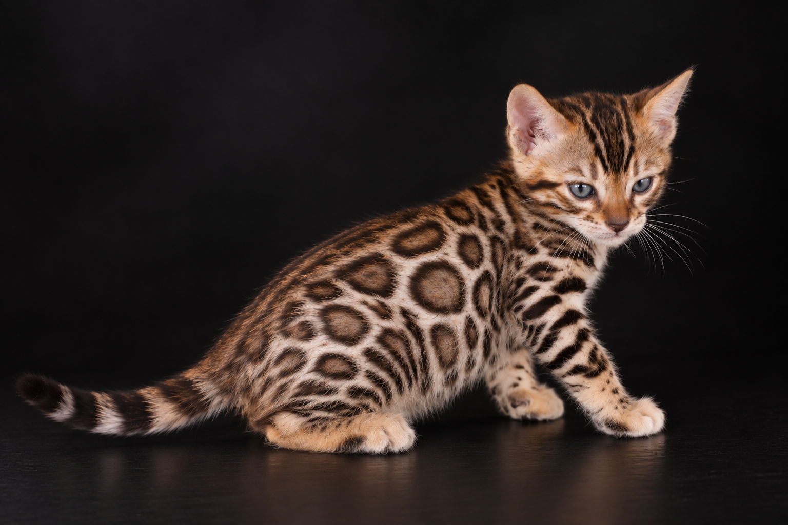 <br />
elevage-chat-bengal-silver-rhone