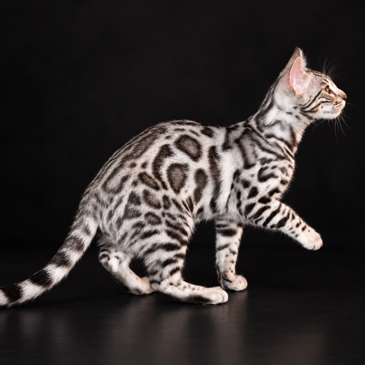 chat-bengal-blanc-noir-chat-bengal-silver chat-bengal-blanc-noir-chat-bengal-silver