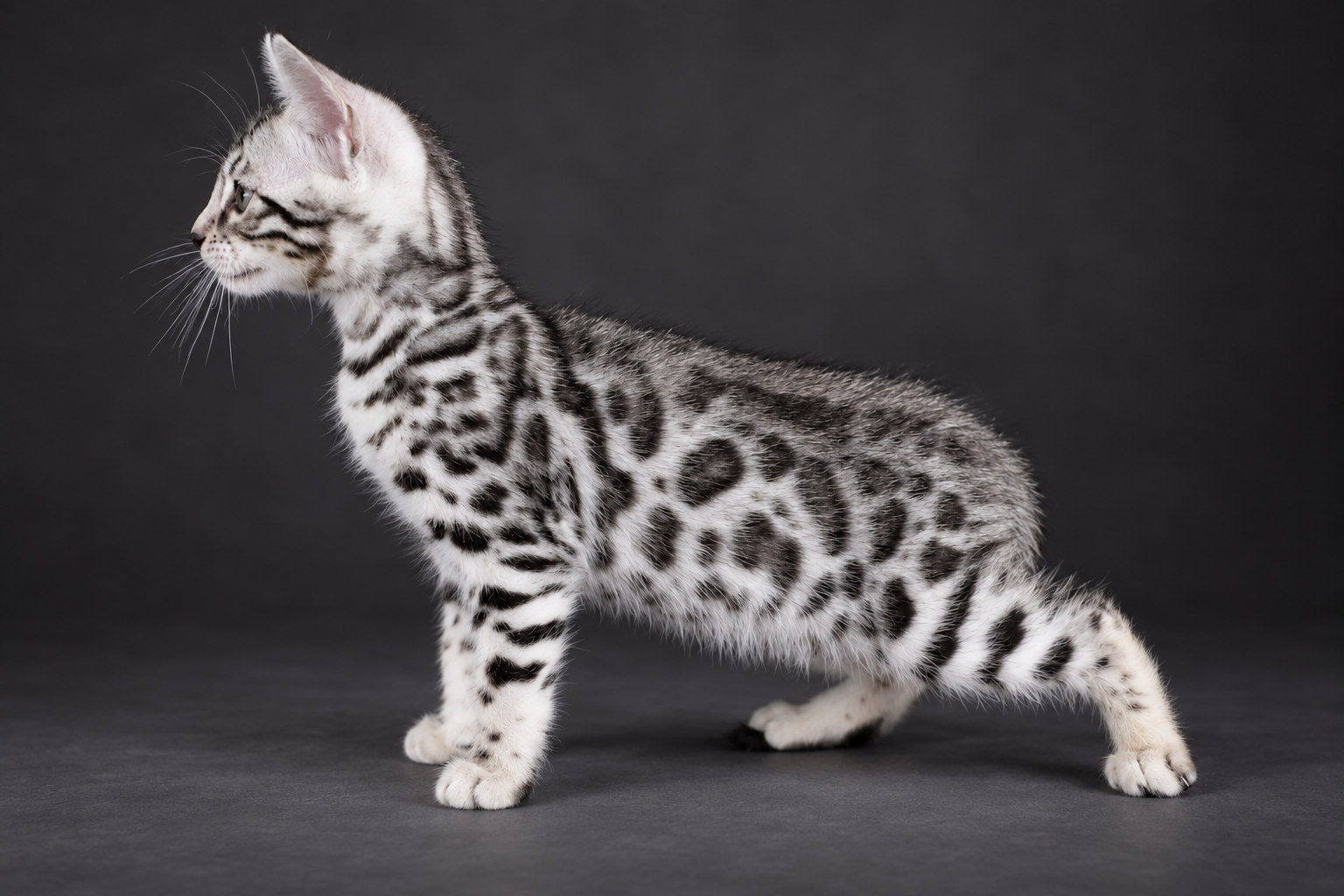 Chat bengal blanc geneve peux tu ameliorer la photo et la dimensionner a 1024x728