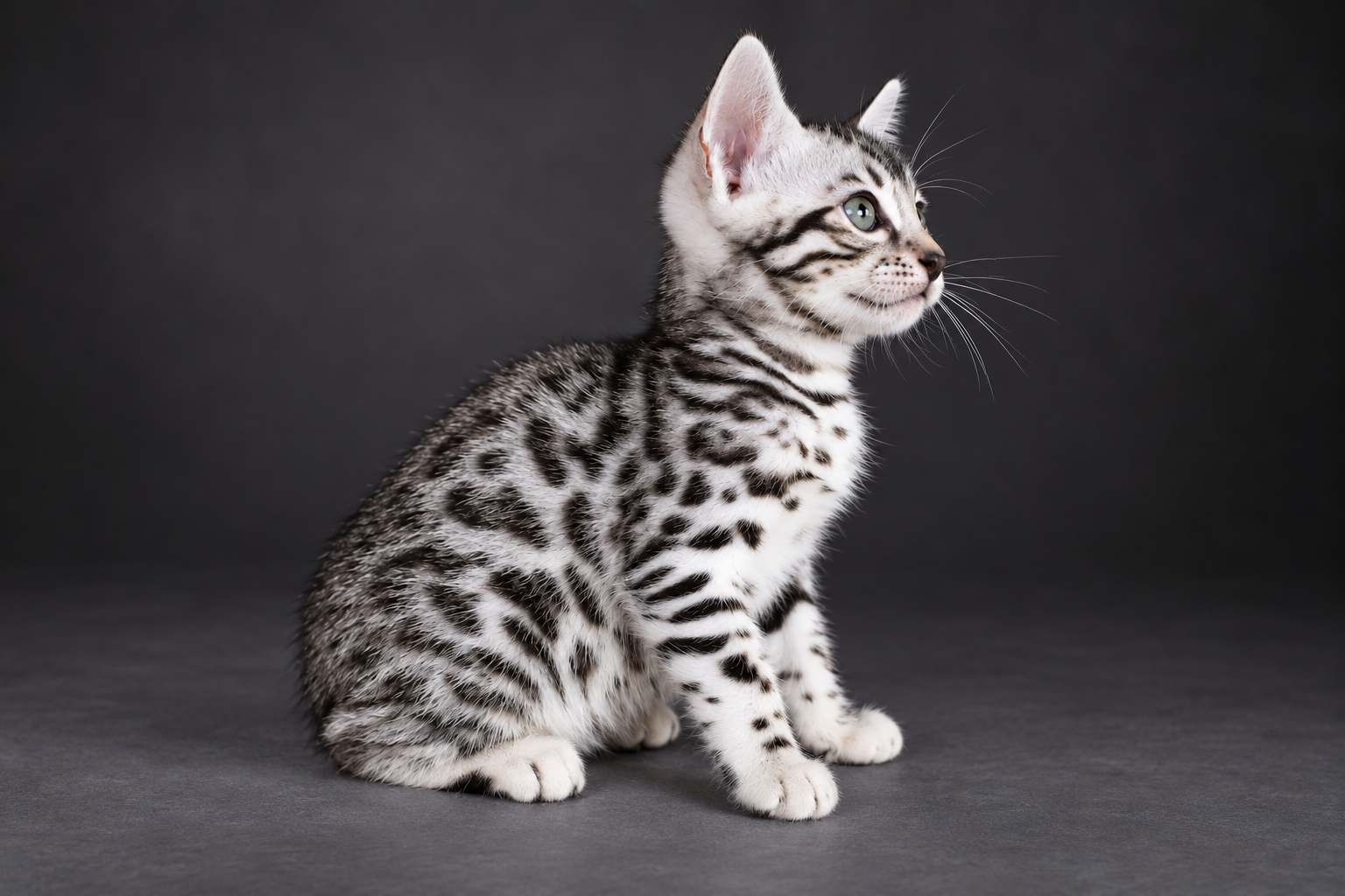 Chat bengal blanc suisse chat bengal brun taches rondes